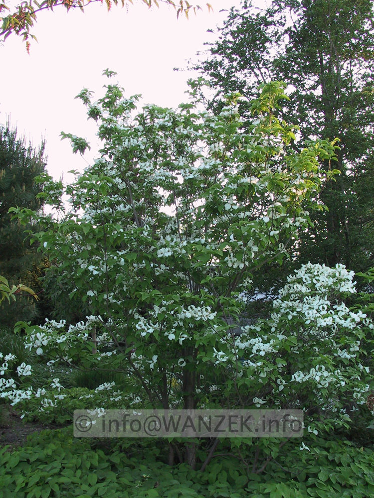 Cornus florida 1b.JPG